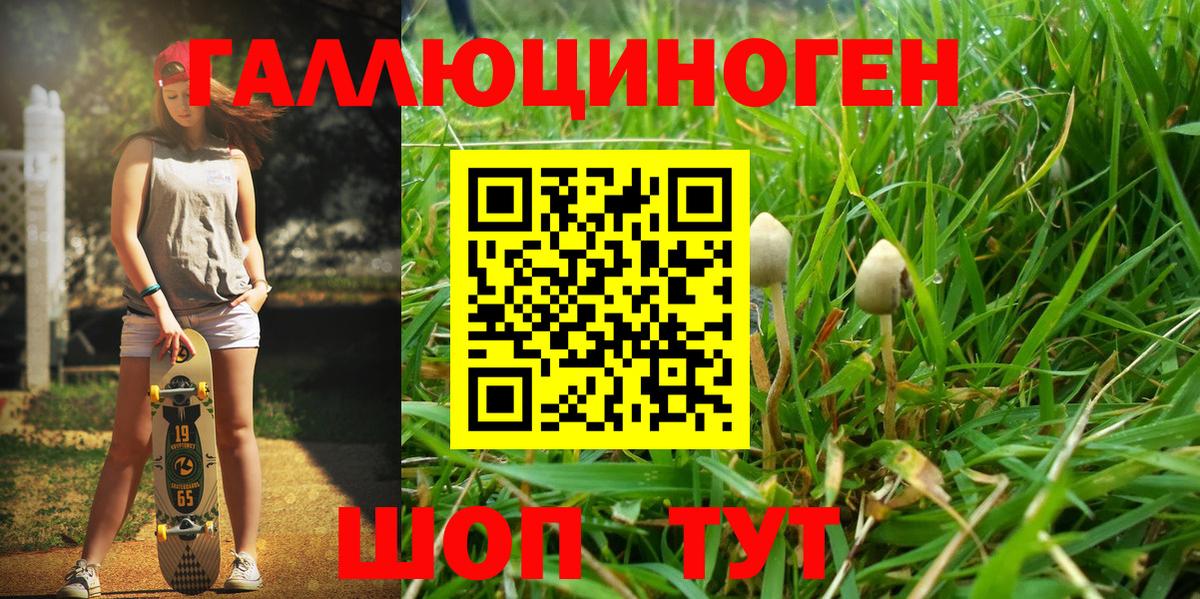 Псилоцибиновые грибы мицелий Горно-Алтайск