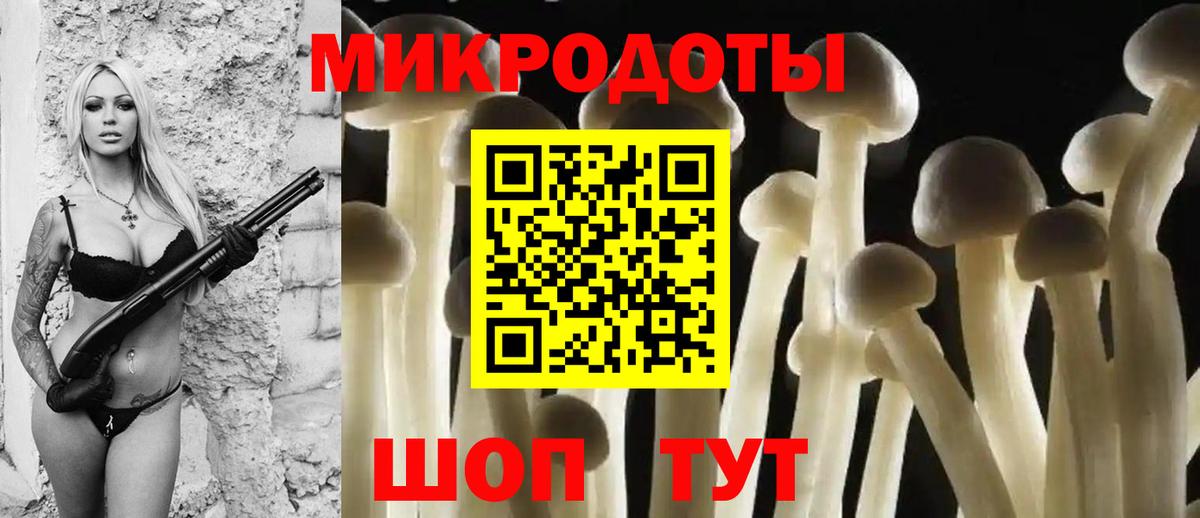 Галлюциногенные грибы Psilocybine cubensis Горно-Алтайск